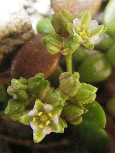 Polycarpon polycarpoides \ Nagelkraut / Allseed, Mallorca/Majorca Ca'n Picafort 30.4.2011