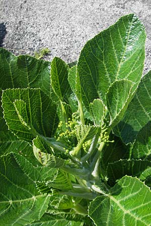 Pastinaca lucida \ Mallorca-Pastinak / Glossy Parsnip, Mallorca/Majorca Sa Calobra 27.4.2011