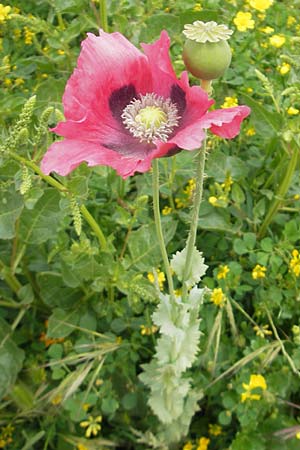 Papaver somniferum \ Schlaf-Mohn / Opium Poppy, Mallorca/Majorca S'Albufera 30.4.2011