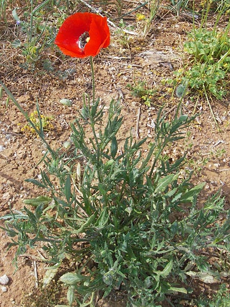 Papaver rhoeas / Common Poppy, Majorca S'Arenal 5.4.2012