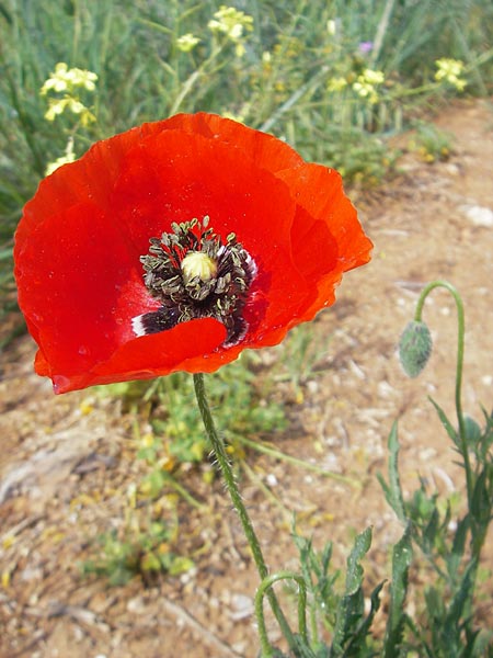 Papaver rhoeas \ Klatsch-Mohn / Common Poppy, Mallorca/Majorca S'Arenal 5.4.2012