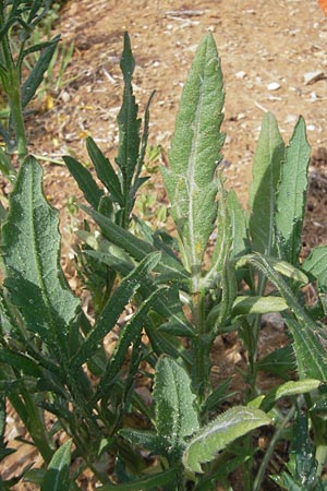 Papaver rhoeas / Common Poppy, Majorca S'Arenal 5.4.2012