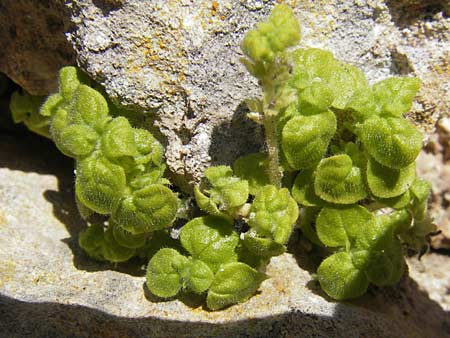 Parietaria lusitanica \ Portugiesisches Glaskraut / Mediterranean Pellitory-of-the-Wall, Spanish Pellitory-of-the-Wall, Mallorca/Majorca Alaro 7.4.2012