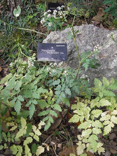 Pimpinella bicknellii \ Bicknells Bibernelle / Bicknell's Burnet Saxifrage, Mallorca/Majorca Soller Botan. Gar. 23.4.2011