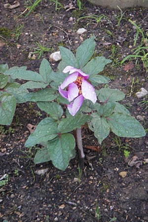 Paeonia cambessedesii \ Balearen-Pfingstrose / Balearic Peony, Mallorca/Majorca Soller Botan. Gar. 4.4.2012