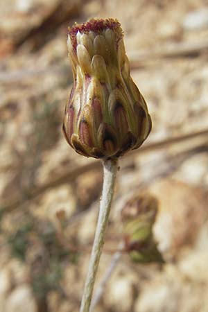 Phagnalon rupestre \ Gewhnliche Steinimmortelle, Mallorca Sant Elm 29.4.2011