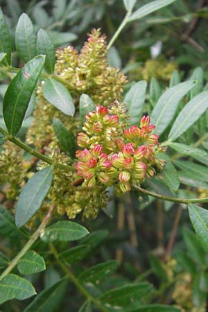 Pistacia lentiscus / Evergreen Pistache, Majorca Andratx 23.4.2011