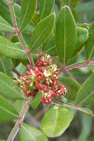 Pistacia lentiscus / Evergreen Pistache, Majorca Andratx 26.4.2011