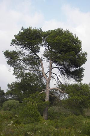 Pinus halepensis \ Aleppo-Kiefer, Strand-Kiefer / Aleppo Pine, Jerusalem Pine, Mallorca/Majorca Ca'n Picafort 30.4.2011