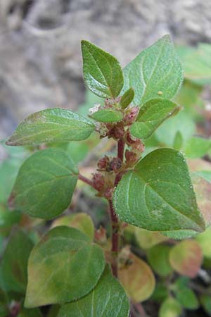 Parietaria lusitanica \ Portugiesisches Glaskraut / Mediterranean Pellitory-of-the-Wall, Spanish Pellitory-of-the-Wall, Mallorca/Majorca Betlem 28.4.2011