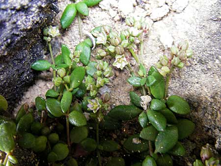 Polycarpon polycarpoides \ Nagelkraut / Allseed, Mallorca/Majorca Ca'n Picafort 30.4.2011