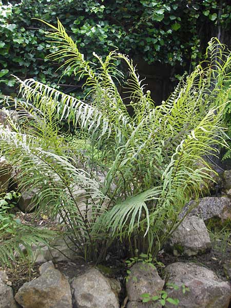 Pteris vittata \ Bandfrmiger Saumfarn / Brake Fern, Mallorca/Majorca Soller Botan. Gar. 23.4.2011