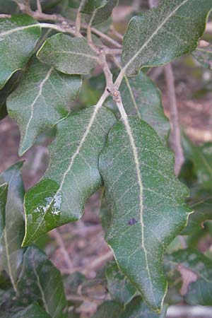 Quercus ilex \ Stein-Eiche, Mallorca Lluc 23.4.2011