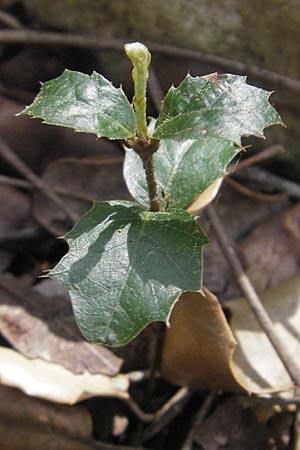 Quercus ilex \ Stein-Eiche / Evergreen Oak, Mallorca/Majorca Campanet 10.4.2012