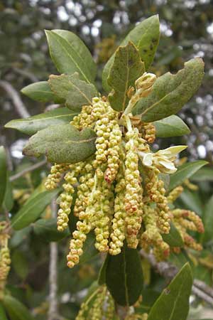 Quercus ilex \ Stein-Eiche / Evergreen Oak, Mallorca/Majorca Esporles 12.4.2012