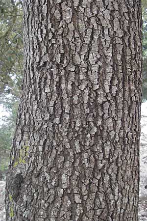 Quercus ilex \ Stein-Eiche / Evergreen Oak, Mallorca/Majorca Esporles 12.4.2012