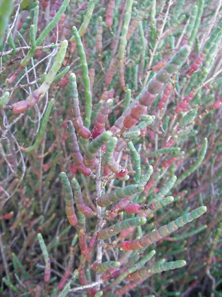 Salicornia europaea \ Europischer Queller / Common Glasswort, Mallorca/Majorca Pollensa 11.4.2012