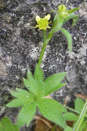 Ranunculus parviflorus / Small-Flowered Buttercup, Majorca Lluc 24.4.2011