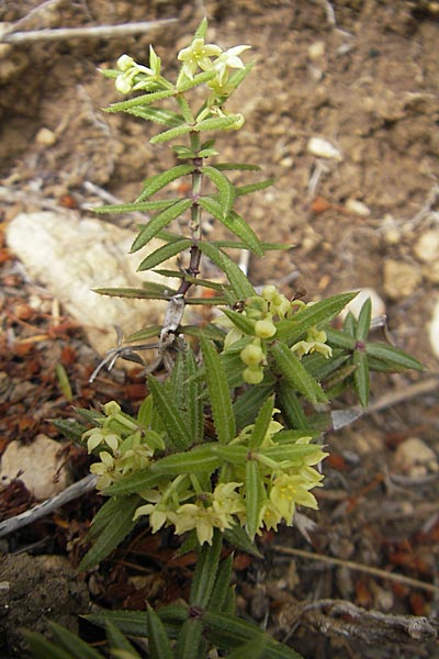 Rubia balearica \ Balearen-Rte / Narrow-Leaved Madder, Mallorca/Majorca Andratx 26.4.2011