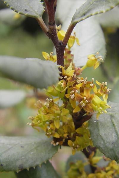 Rhamnus ludovici-salvatoris / Ludwig Salvator Buckthorn, Majorca Soller Botan. Gar. 23.4.2011