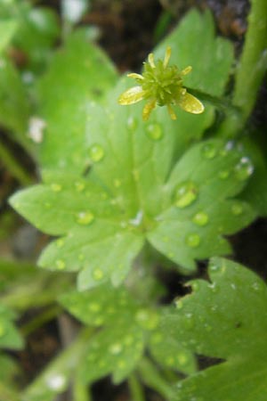 Ranunculus parviflorus \ Kleinbltiger Hahnenfu / Small-Flowered Buttercup, Mallorca/Majorca Jardines de Alfabia 6.4.2012