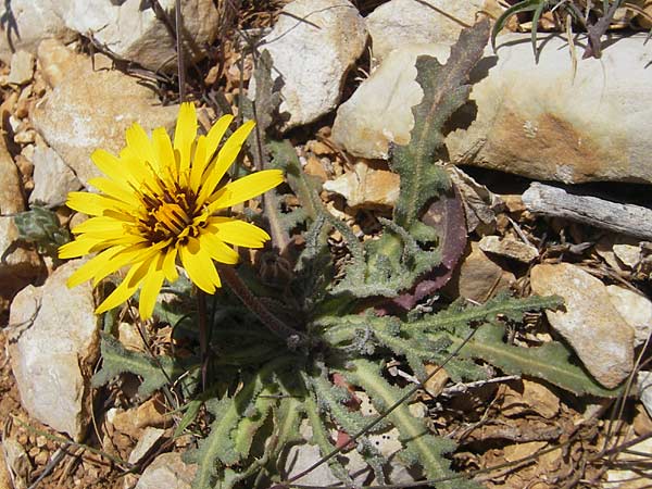 Reichardia tingitana / False Sowthistle, Majorca Port de Andratx 9.4.2012