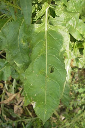 Rumex conglomeratus \ Knuelbltiger Ampfer / Whorled Dock, Mallorca/Majorca Sant Elm 29.4.2011