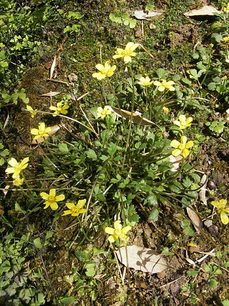 Ranunculus weyleri \ Weylers Hahnenfu, Mallorca Soller Botan. Gar. 23.4.2011