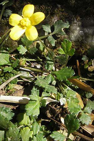 Ranunculus weyleri \ Weylers Hahnenfu, Mallorca Soller Botan. Gar. 23.4.2011