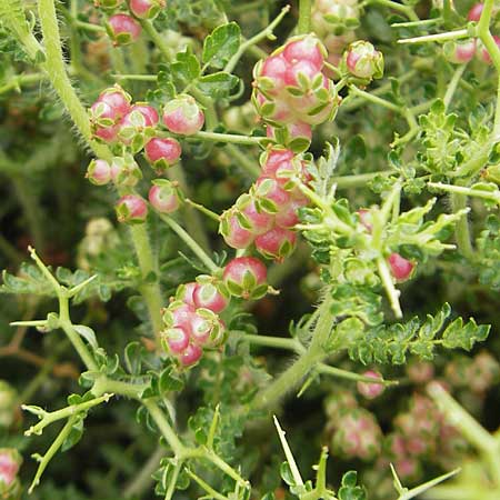 Sarcopoterium spinosum / Thorny Burnet, Majorca Soller Botan. Gar. 23.4.2011