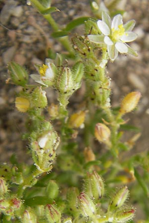Minuartia geniculata / Woody Sandwort, Majorca Ca'n Picafort 30.4.2011