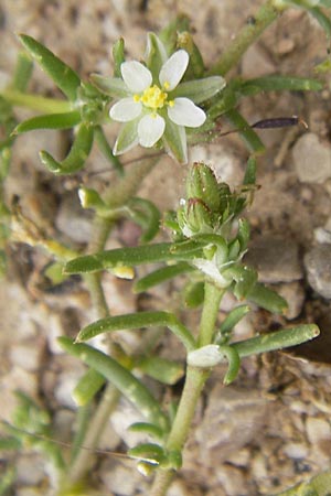 Minuartia geniculata / Woody Sandwort, Majorca Ca'n Picafort 30.4.2011