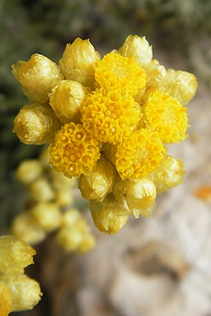 Helichrysum stoechas \ Wohlriechende Strohblume, Mallorca S'Arenal 25.4.2011
