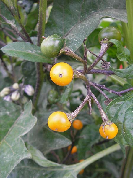 Solanum bonariense \ Argentinischer Nachtschatten / Argentinian Nightshade, Mallorca/Majorca Port de Andratx 5.4.2012