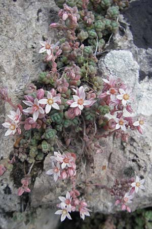 Sedum dasyphyllum \ Dickblttriger Mauerpfeffer, Mallorca Fornalutx 27.4.2011