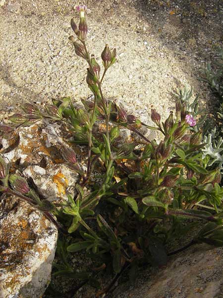 Silene sclerocarpa \ Hartfrchtiges Leimkraut, Mallorca Ca'n Picafort 30.4.2011