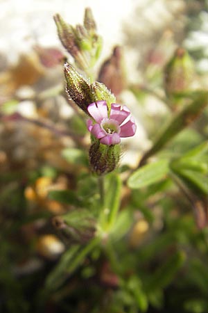 Silene sclerocarpa \ Hartfrchtiges Leimkraut, Mallorca Ca'n Picafort 30.4.2011