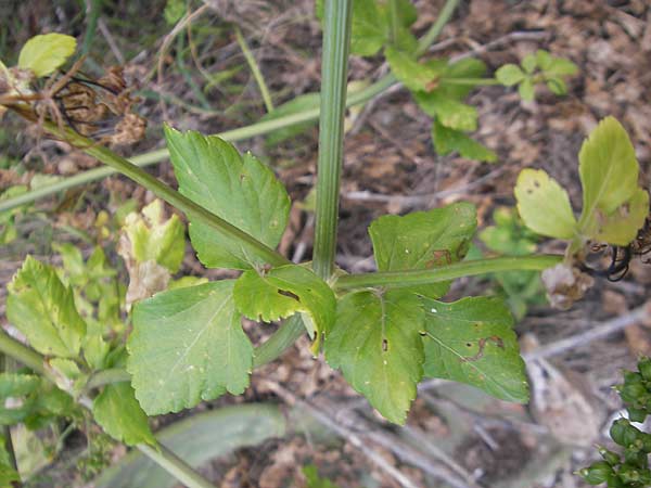 Smyrnium olusatrum \ Gespenst-Gelbdolde, Pferde-Eppich / Alexanders, Mallorca/Majorca Galilea 26.4.2011