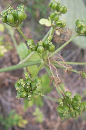 Smyrnium olusatrum \ Gespenst-Gelbdolde, Pferde-Eppich / Alexanders, Mallorca/Majorca Galilea 26.4.2011