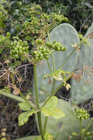 Smyrnium olusatrum \ Gespenst-Gelbdolde, Pferde-Eppich / Alexanders, Mallorca/Majorca Galilea 26.4.2011