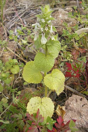 Stachys ocymastrum / Hairy Woundwort, Majorca Banyalbufar 23.4.2011