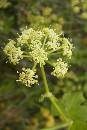 Smyrnium olusatrum \ Gespenst-Gelbdolde, Pferde-Eppich / Alexanders, Mallorca/Majorca Port de Andratx 3.4.2012