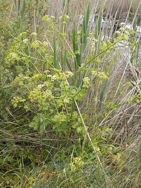 Smyrnium olusatrum \ Gespenst-Gelbdolde, Pferde-Eppich / Alexanders, Mallorca/Majorca Port de Andratx 3.4.2012