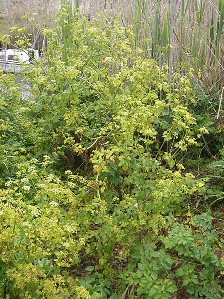 Smyrnium olusatrum \ Gespenst-Gelbdolde, Pferde-Eppich / Alexanders, Mallorca/Majorca Port de Andratx 3.4.2012