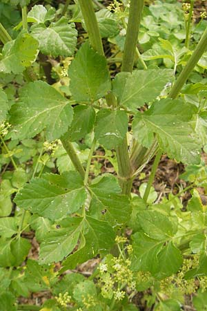 Smyrnium olusatrum \ Gespenst-Gelbdolde, Pferde-Eppich / Alexanders, Mallorca/Majorca Port de Andratx 3.4.2012