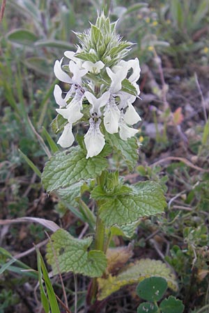 Stachys ocymastrum \ Basilikum-Ziest / Hairy Woundwort, Mallorca/Majorca Pollensa 11.4.2012