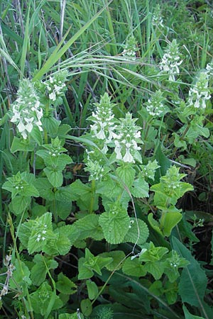 Stachys ocymastrum / Hairy Woundwort, Majorca Pollensa 11.4.2012