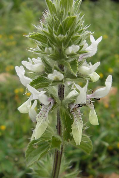 Stachys ocymastrum \ Basilikum-Ziest / Hairy Woundwort, Mallorca/Majorca Andratx 26.4.2011