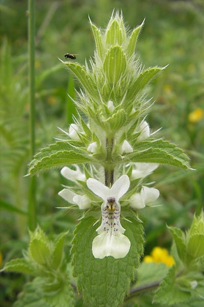 Stachys ocymastrum / Hairy Woundwort, Majorca Andratx 26.4.2011