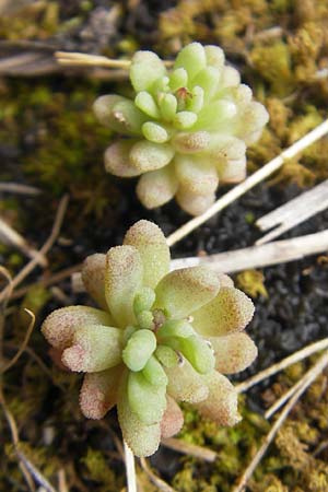 Sedum rubens \ Rtlicher Mauerpfeffer / Red Stonecrop, Mallorca/Majorca Andratx 26.4.2011